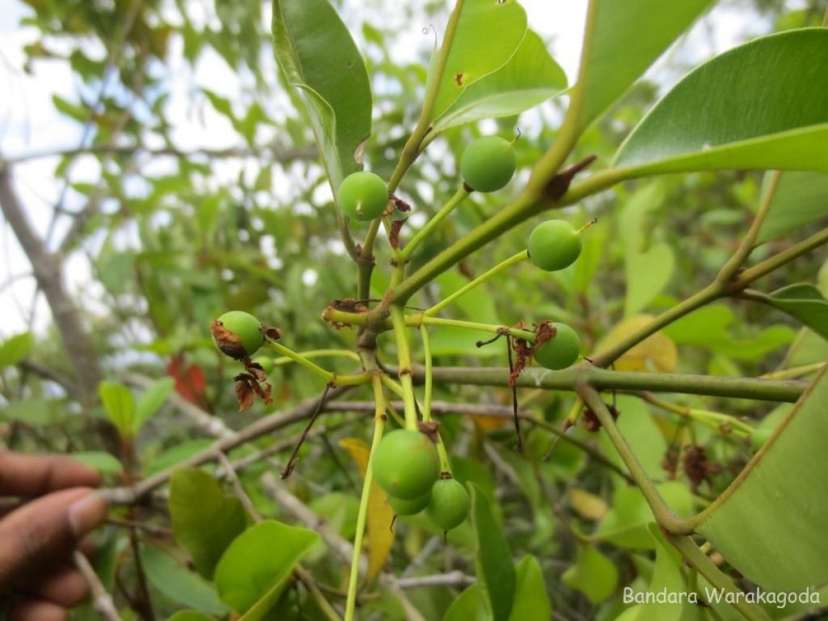 Calophyllum calaba L.